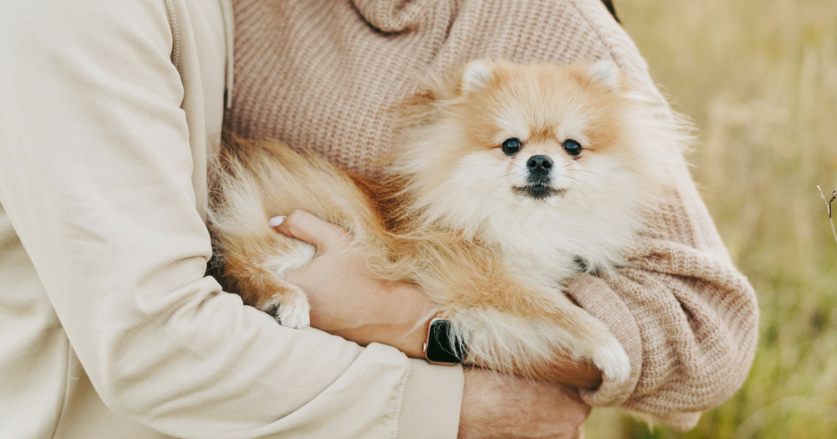 pet insurance Pomeranians