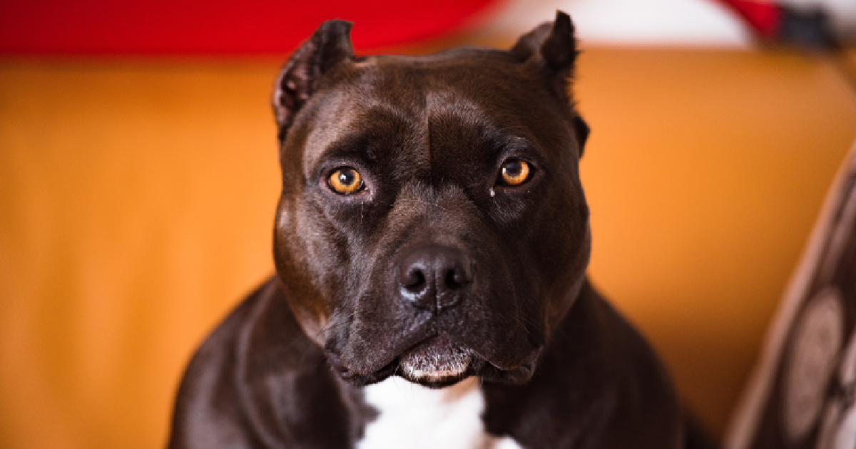 pet insurance pit bulls