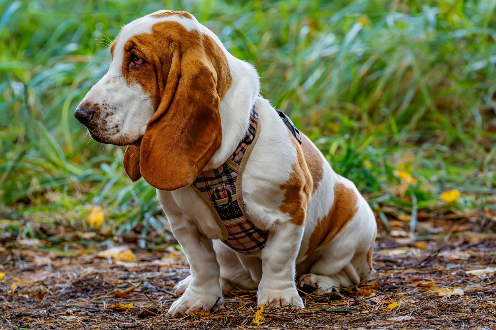 Basset Hound