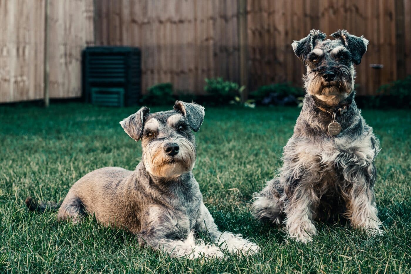 Standard Schnauzer