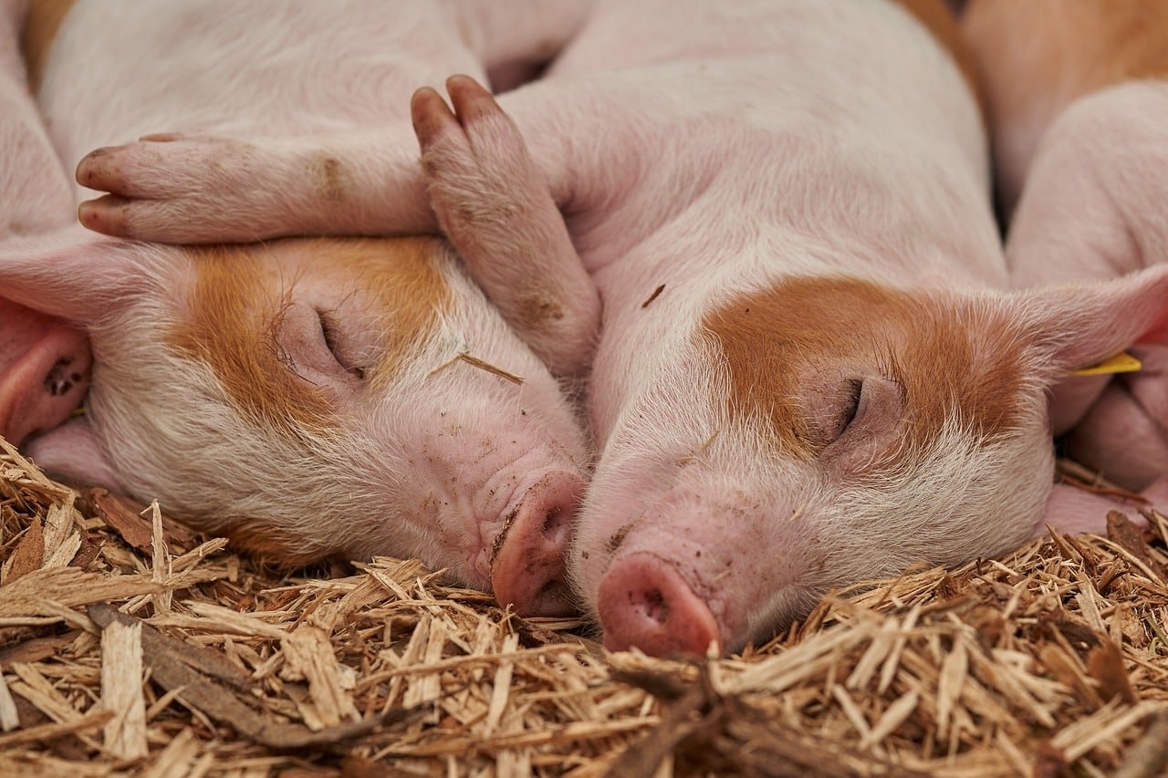 Pot-Bellied Pig