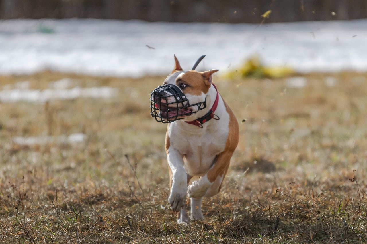 dog with muzzle