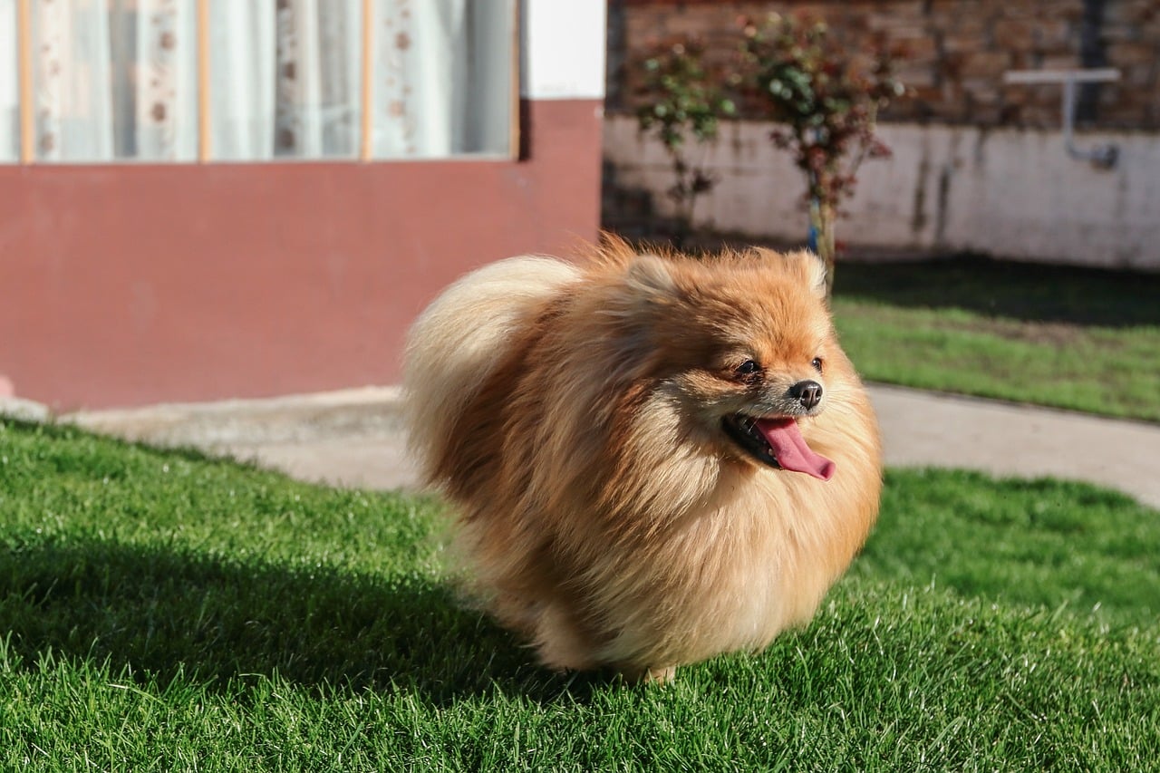 pomeranian 5057133 1280