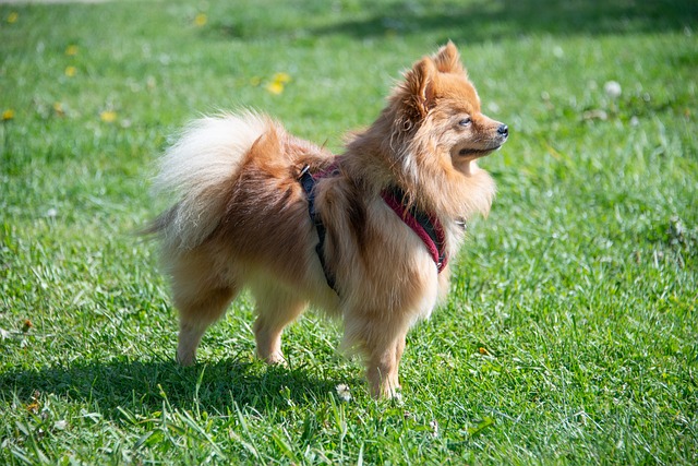 pomeranian 5078152 640 1