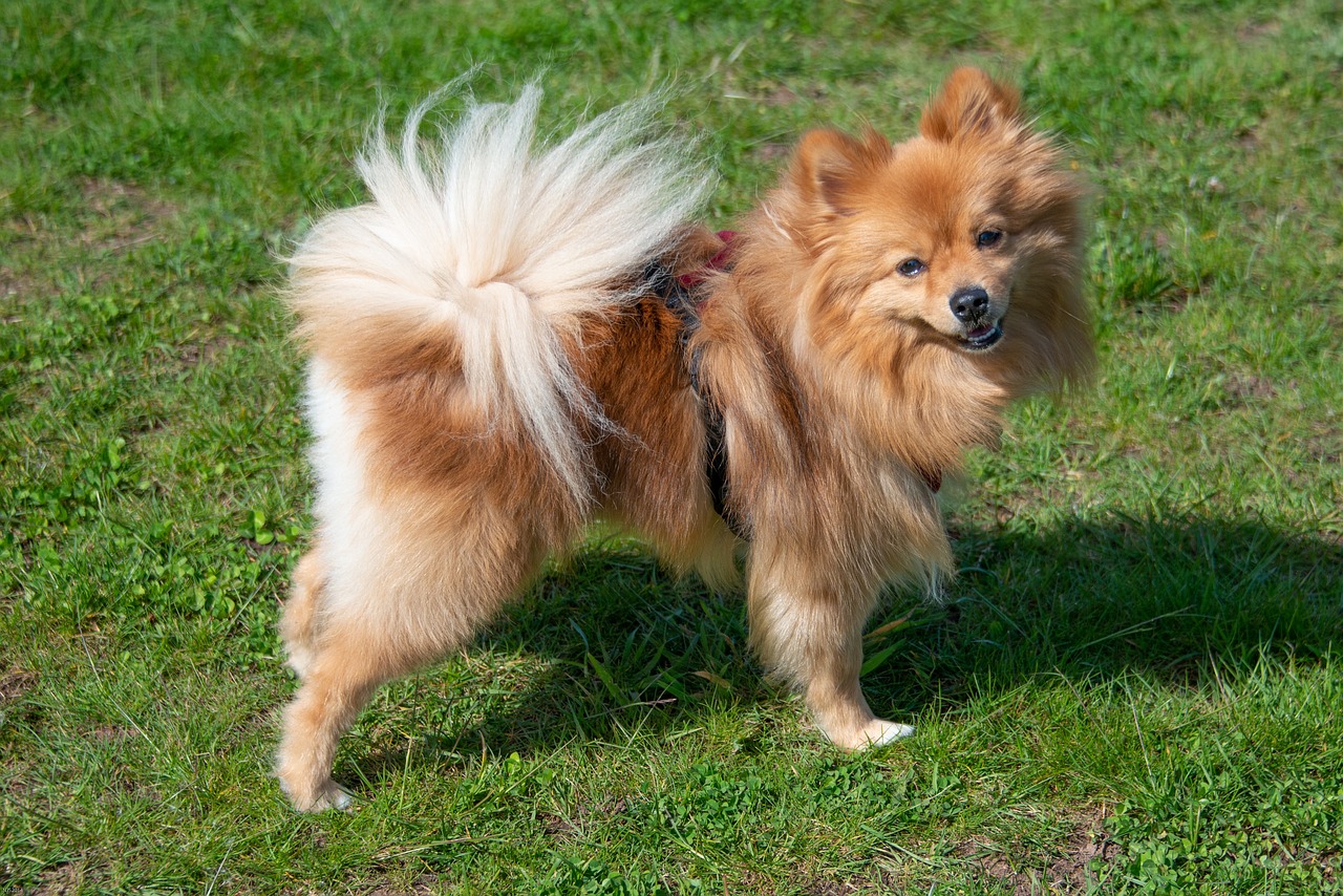 pomeranian 5078159 1280