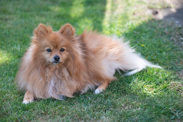 pomeranian 5250460 640