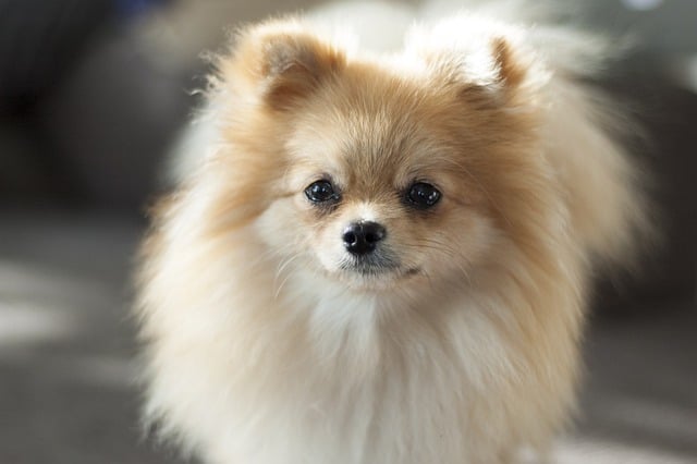 Pomeranian dog