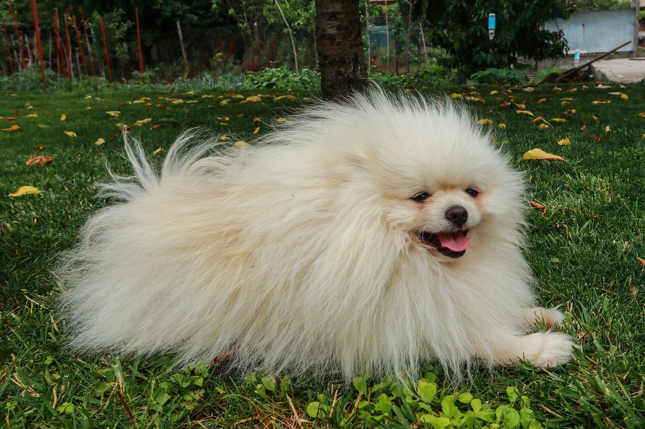 pomeranian 7299814 1280