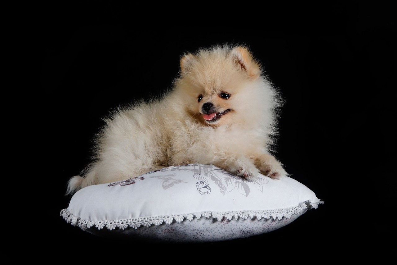 pomeranian 7350715 1280