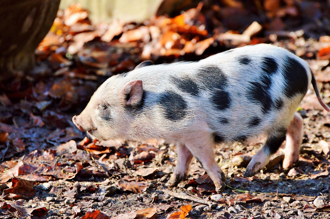 Pot-Bellied Pig