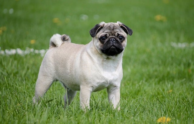 pug 2035675 640