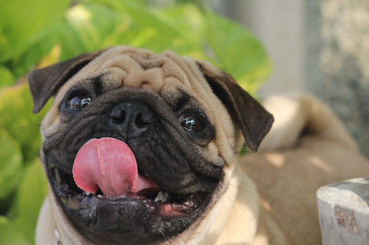 Pug dog