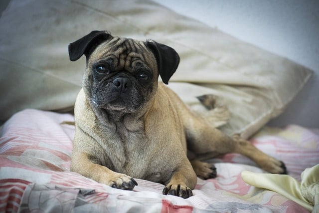 pug 5486061 640