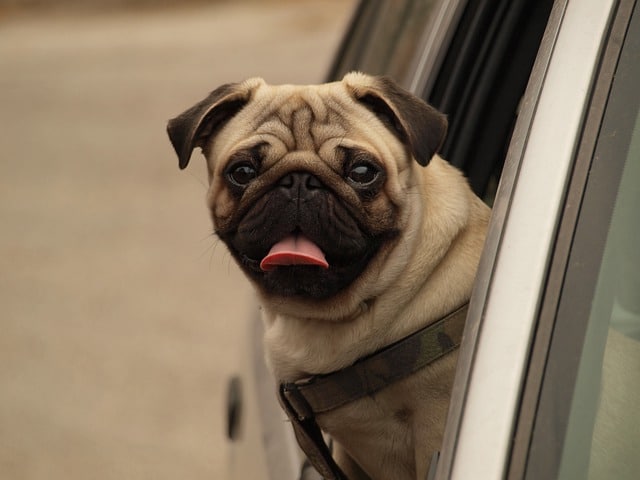 pug 7563511 640