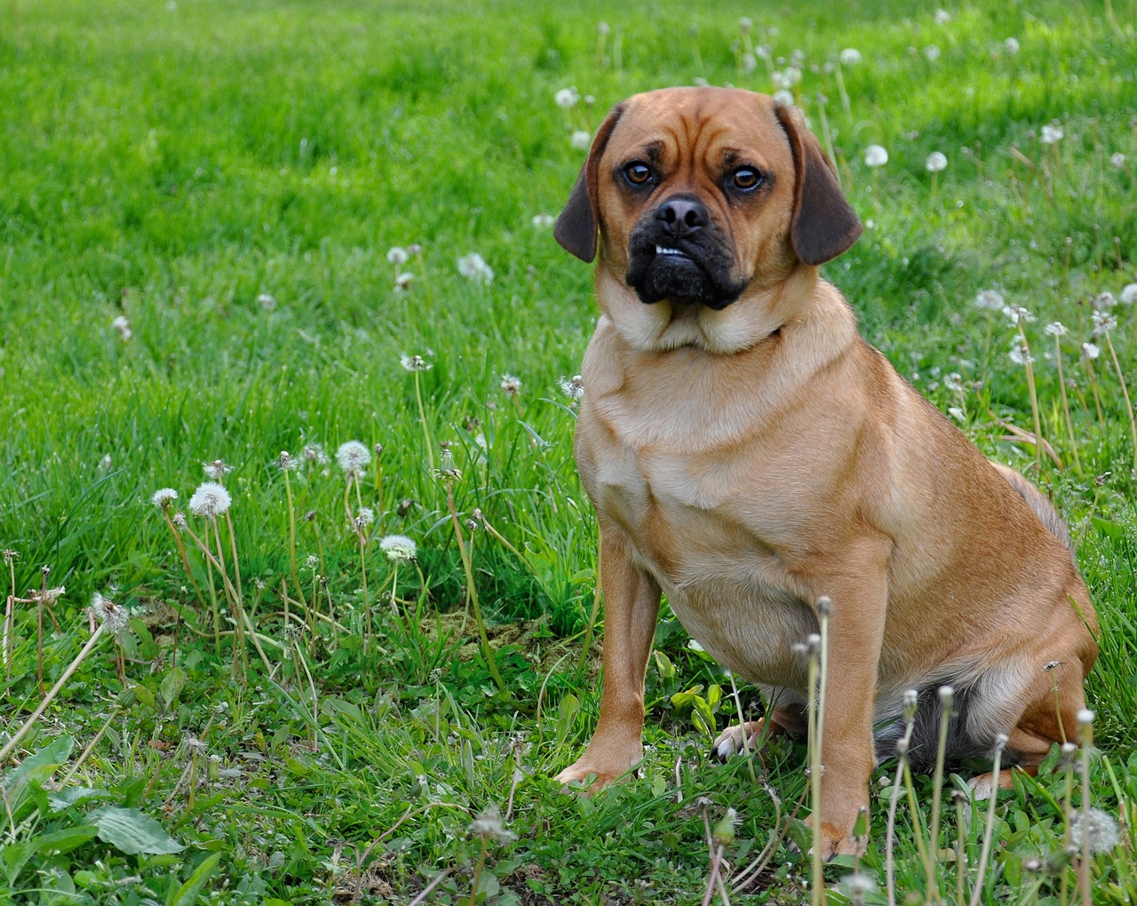 puggle 2228841 1280