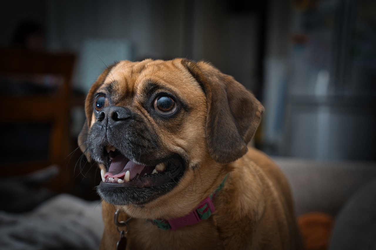 puggle 5608249 1280 1