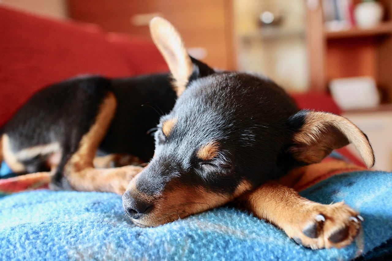 puppy taking a nap