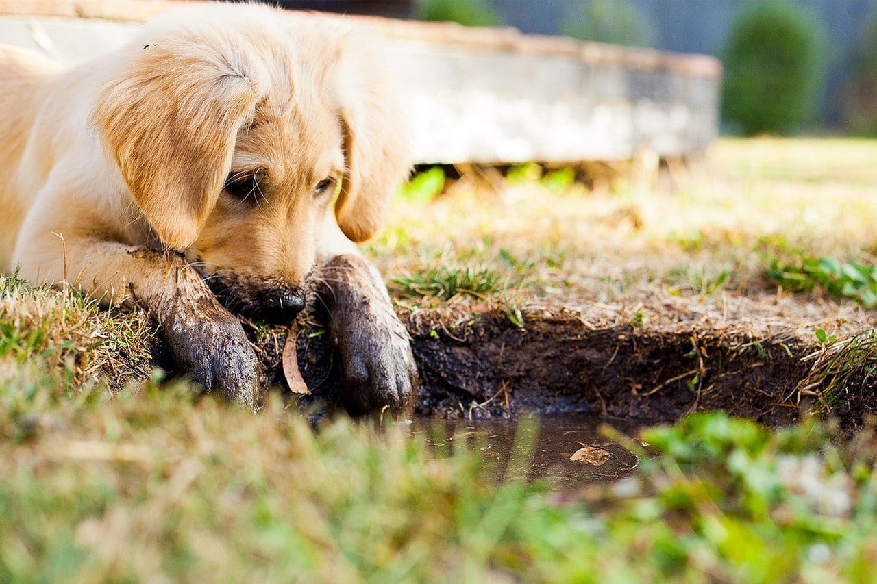 Golden Retriever