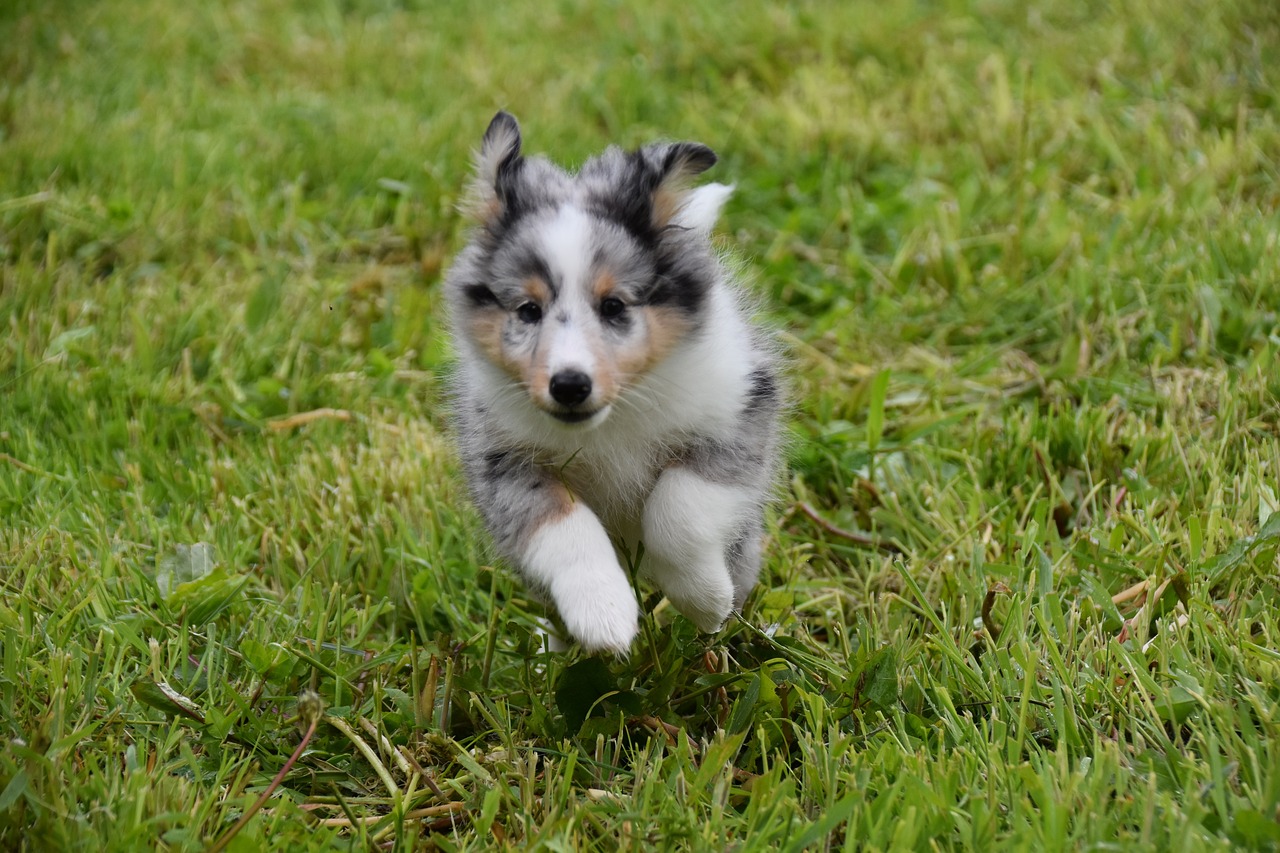 puppy shetland sheepdog gabd1ea81a 1280