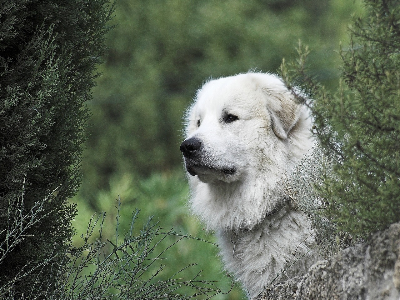 pyrenean mountain dog 2690944 1280