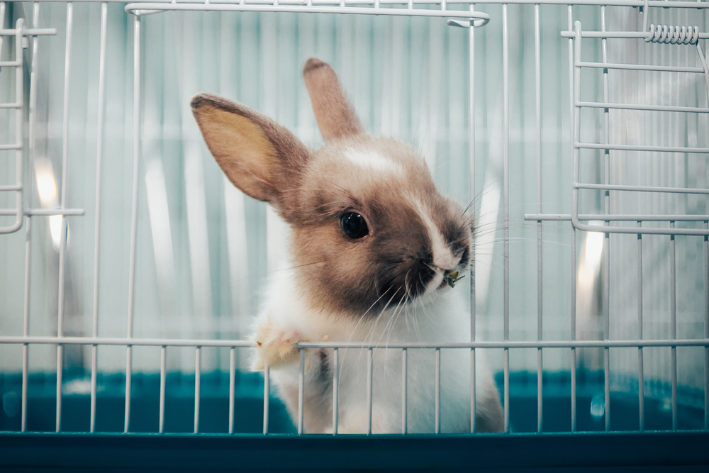 rabbit in cage