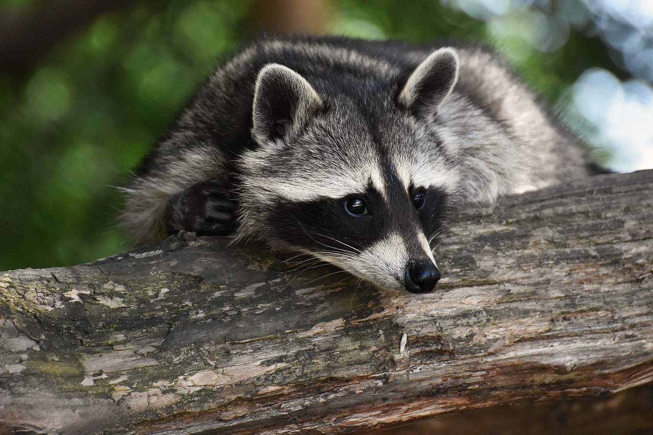 raccoon 3820327 1280