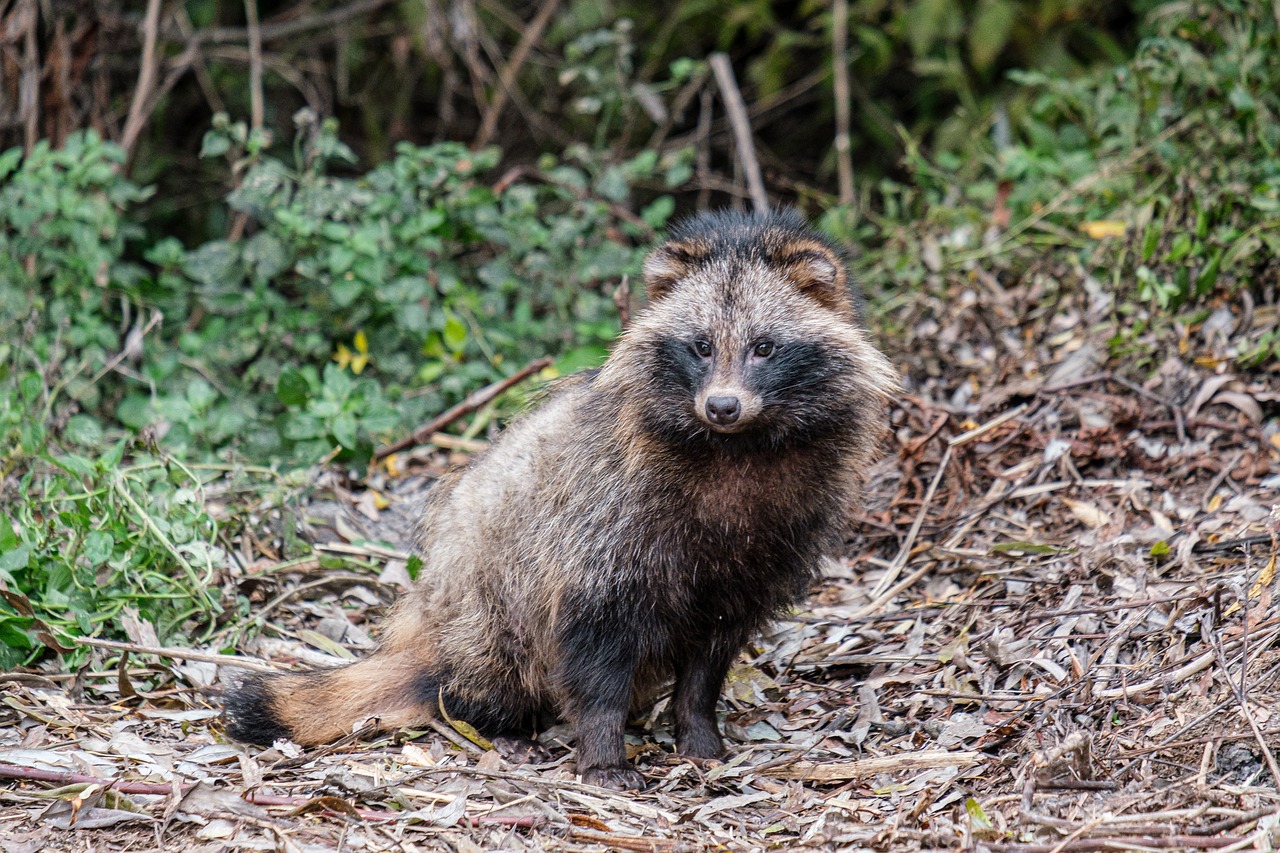 raccoon dog 5791402 1280