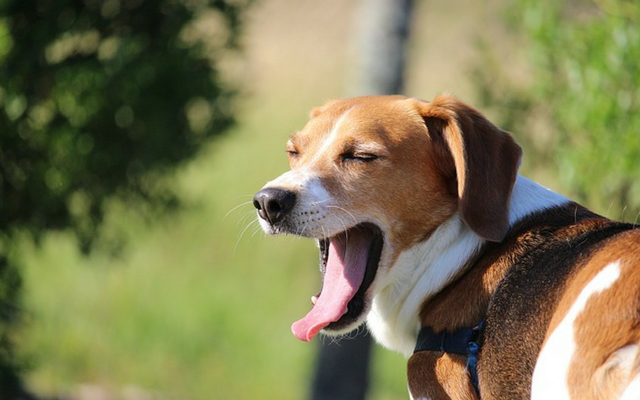 reasons dogs yawn