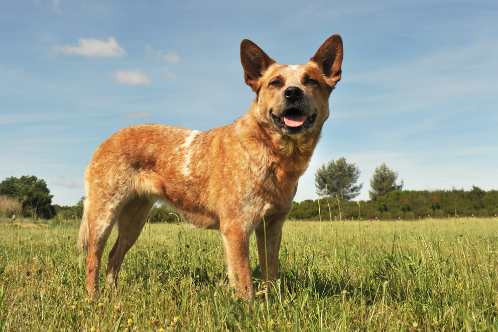 red australian cattle dog