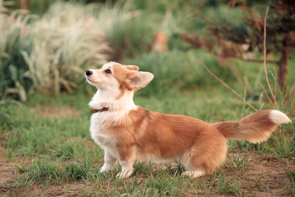 red beige little corgi puppy wags its long tail standing on the green grass