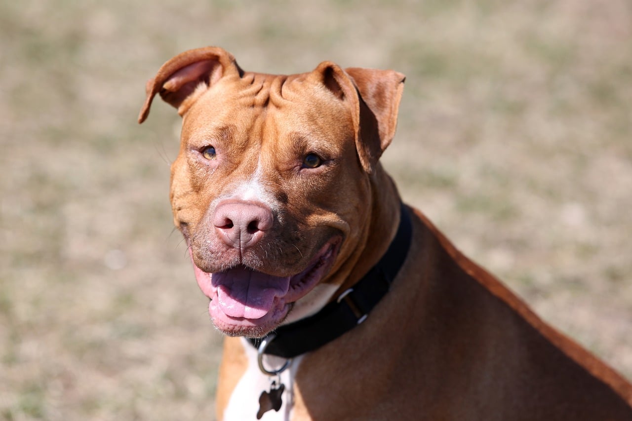 red nosed pit bull 3406870 1280 2