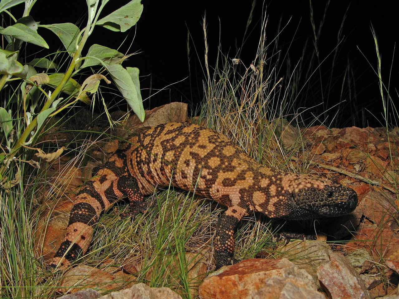 reticulate gila monster 86618 1280