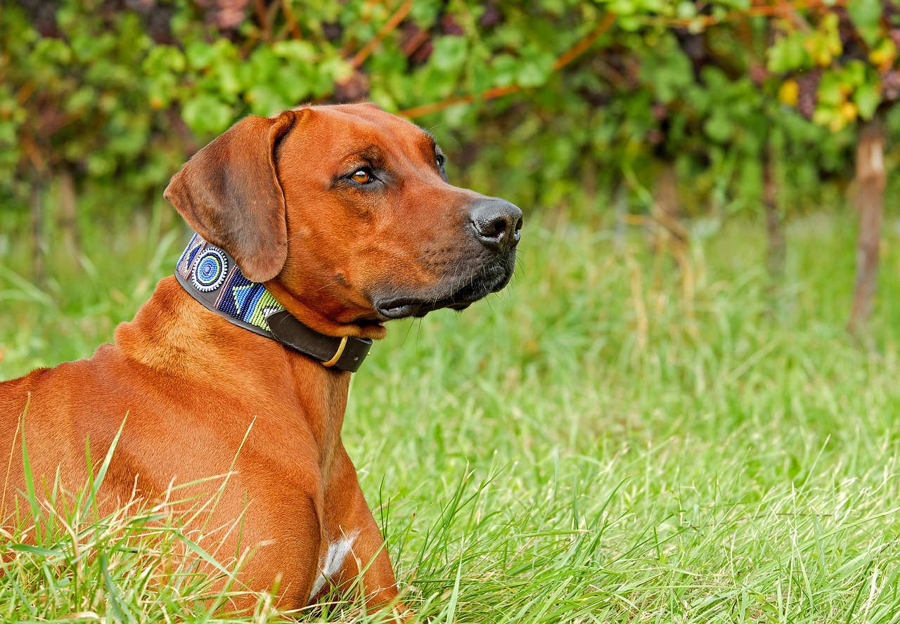 Rhodesian Ridgeback