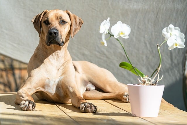 rhodesian ridgeback 5829635 640