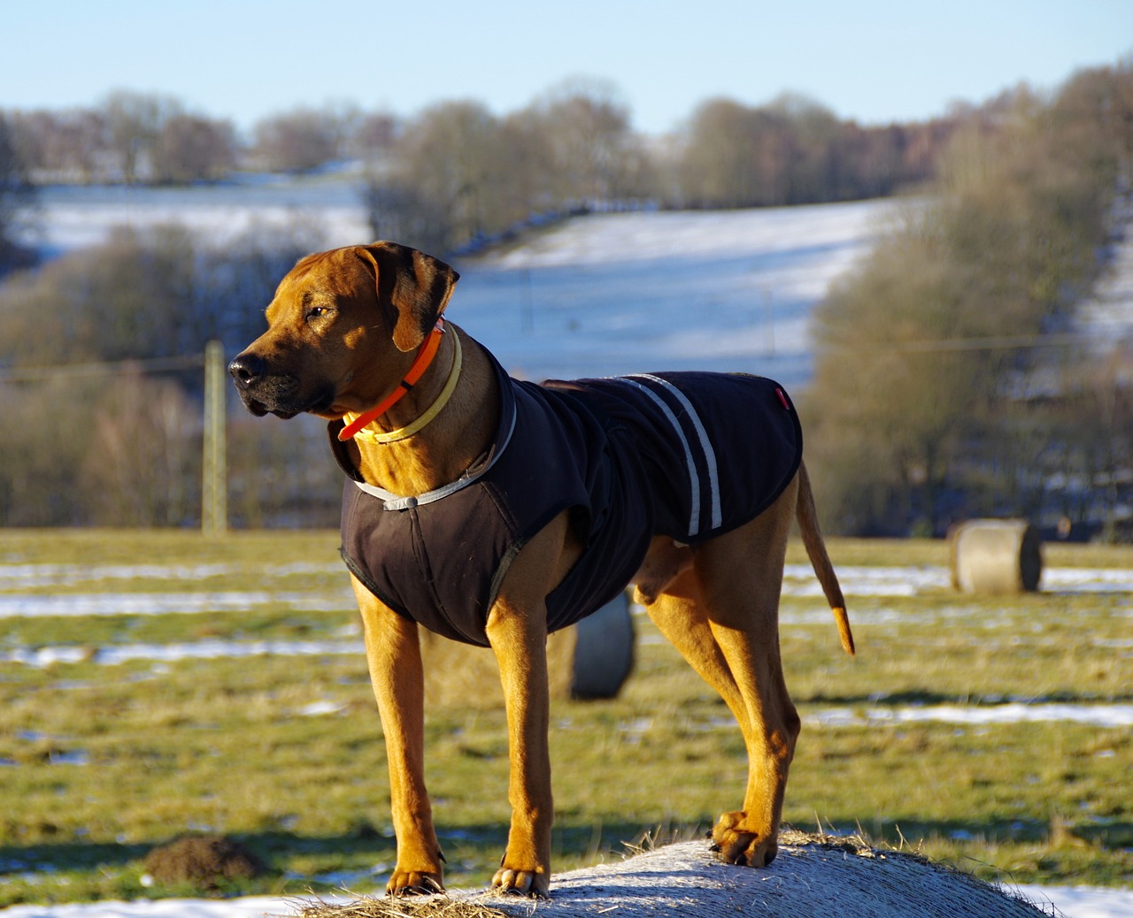 rhodesian ridgeback 7016088 1280 1