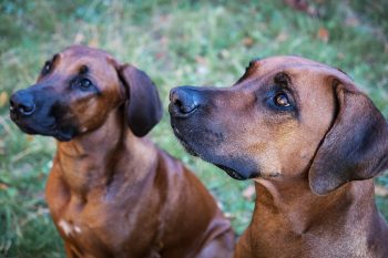 rhodesian ridgeback 7024944 1280 3 350x233 1