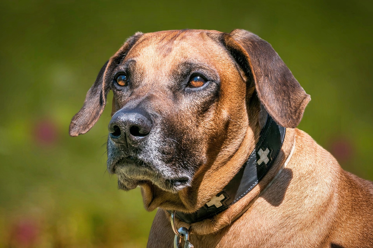 Rhodesian Ridgeback dog