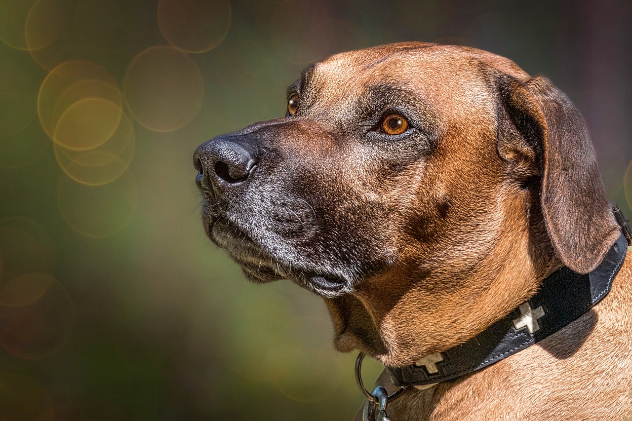 rhodesian ridgeback 7360694 1280