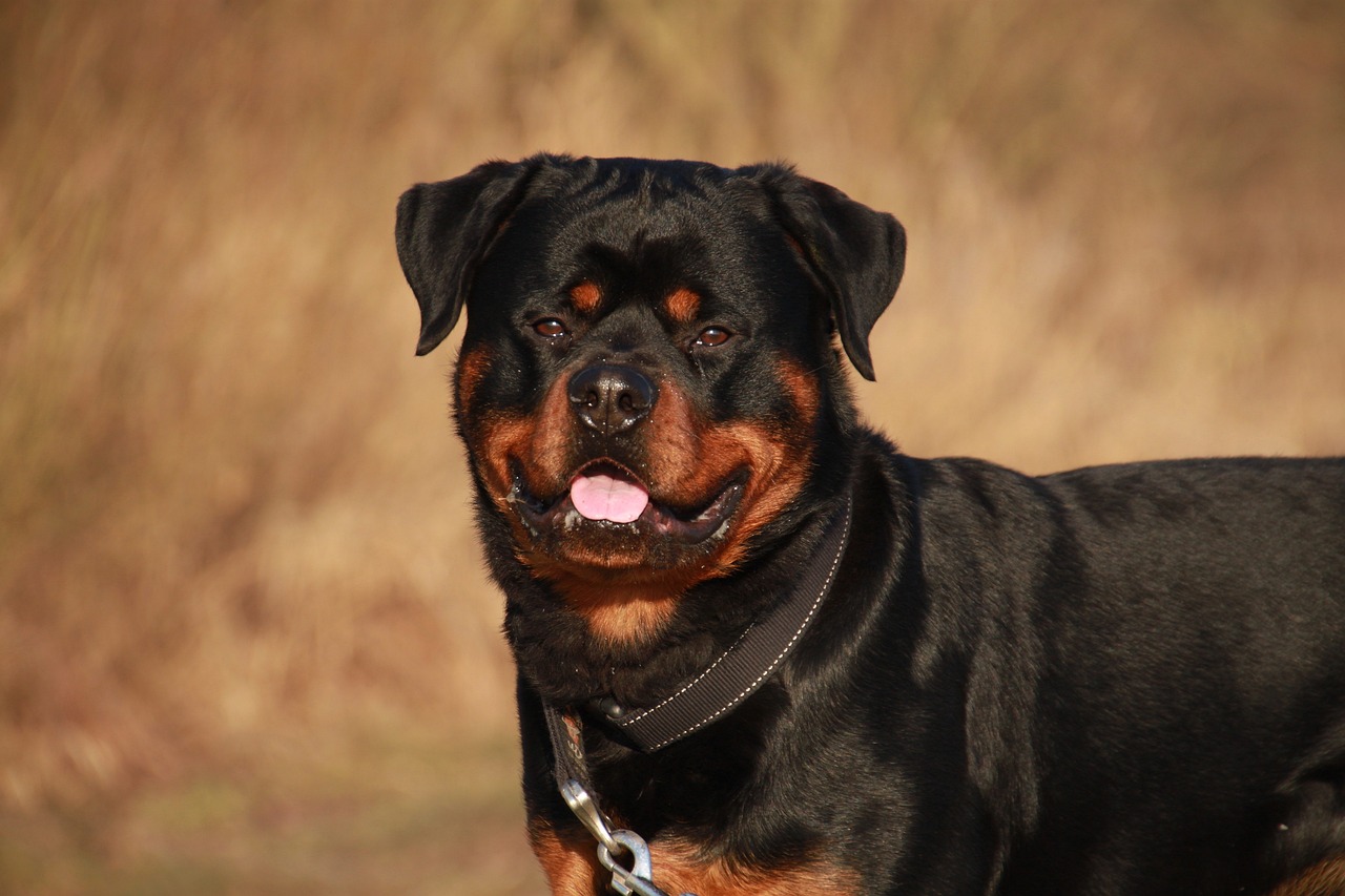 rottweiler 2007652 1280 3