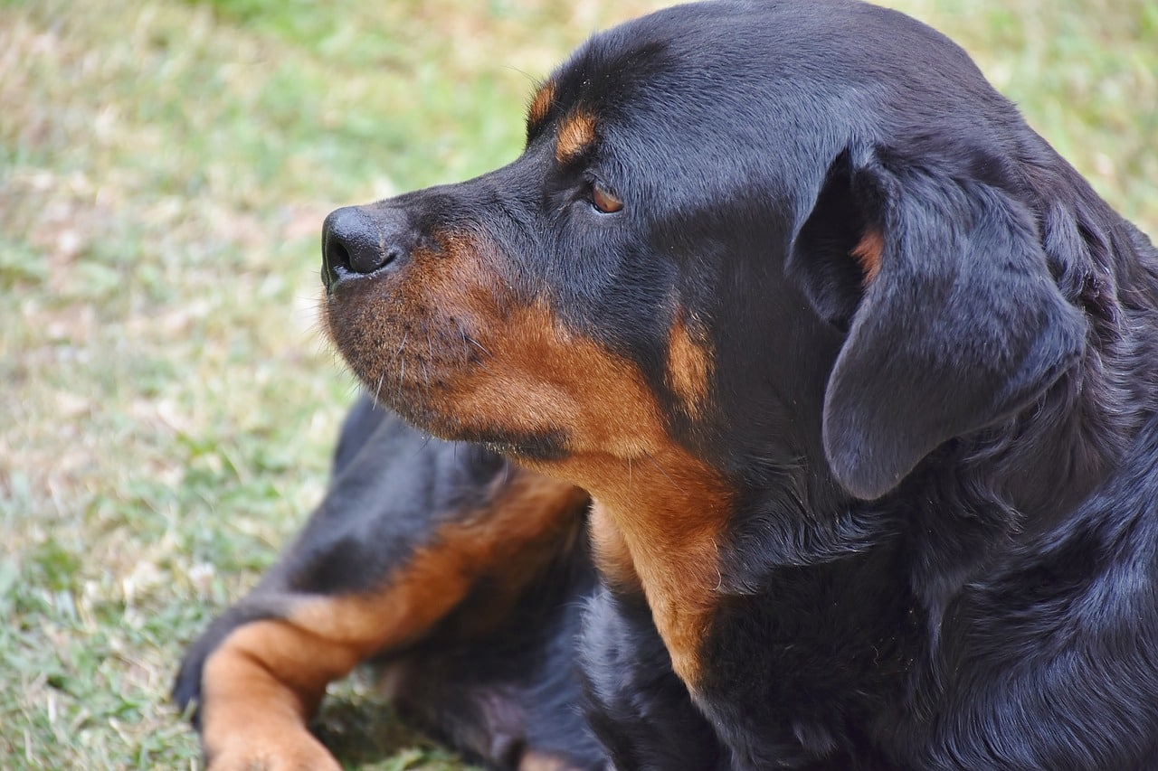 rottweiler 2723381 1280