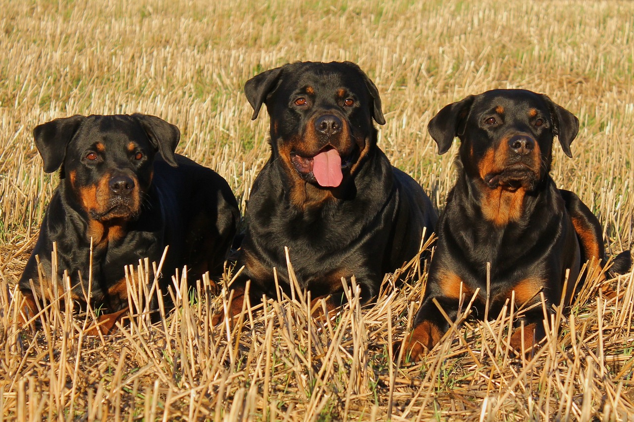 rottweiler 323261 1280 1