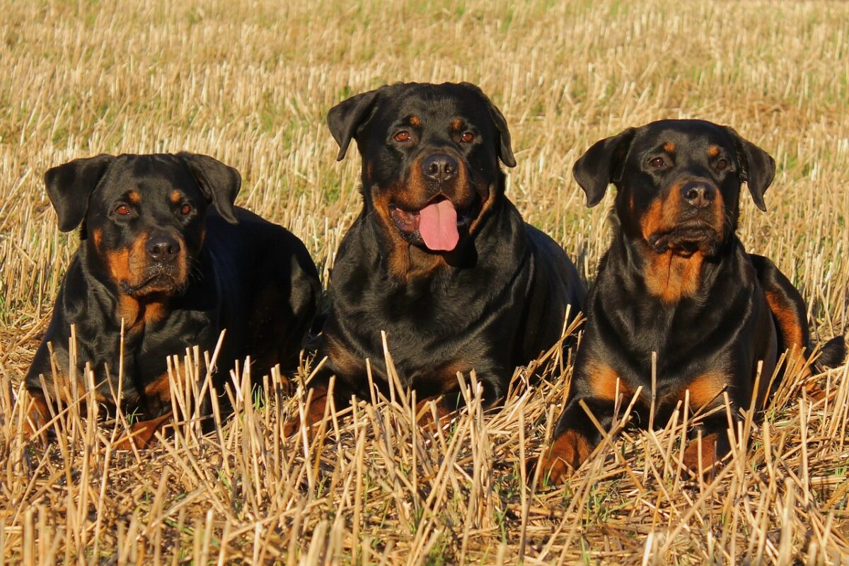 rottweiler 323261 1280 2 e1730088514352