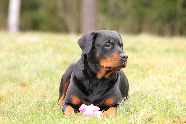 rottweiler 323265 640 1