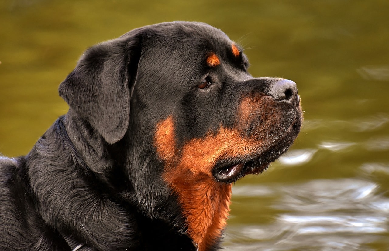 rottweiler 3477556 1280