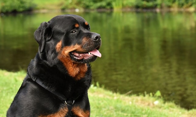 rottweiler 3478953 640