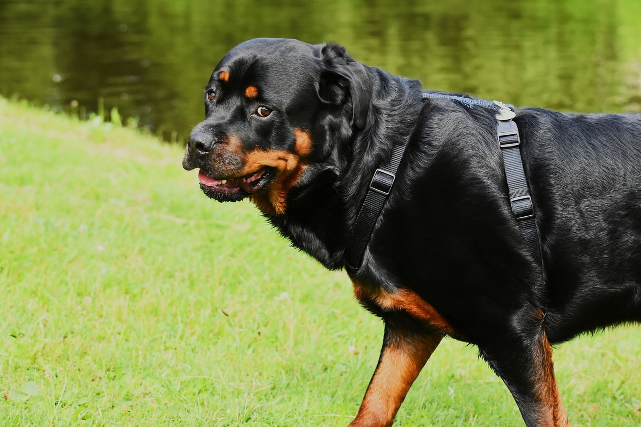 rottweiler 3865495 1280 2 1