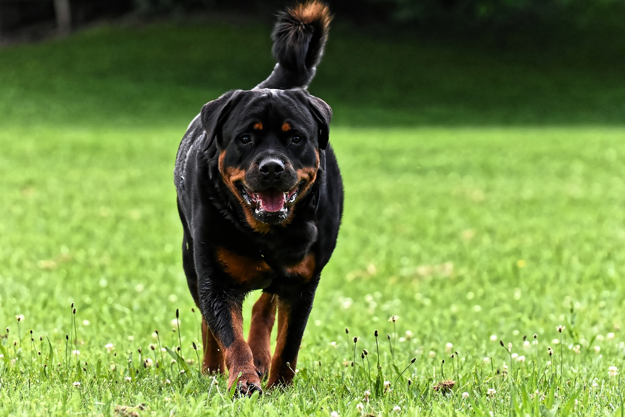 rottweiler 4415054 1280 3