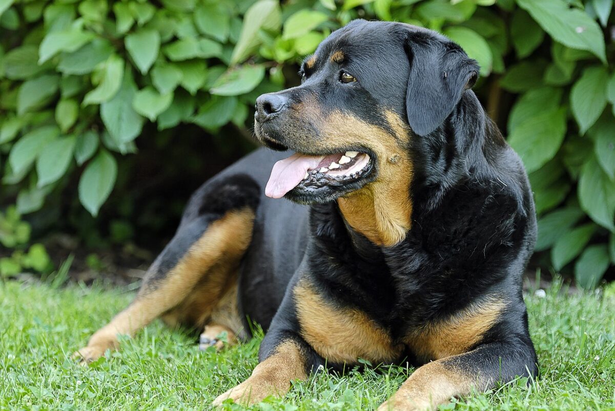 rottweiler 5277384 1280 e1728706955237