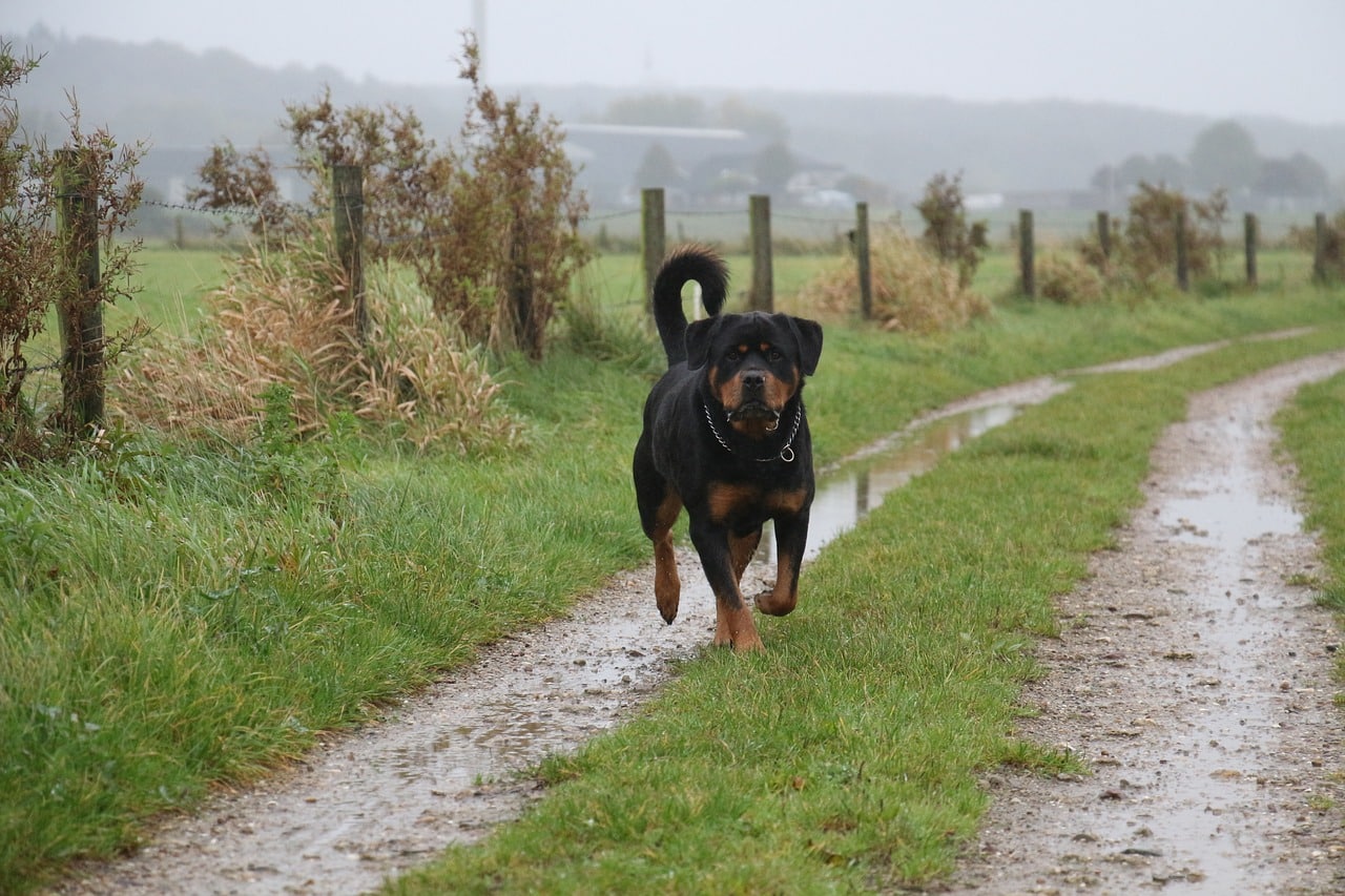 rottweiler 5850616 1280