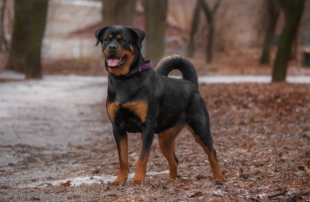 rottweiler 6932045 640